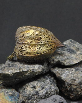 gold plated physalis peruviana pendant